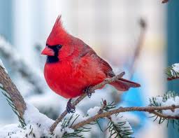 9 339 Likes 52 Comments National Audubon Society Audubonsociety On Instagram Northern Cardi Great Backyard Bird Count Backyard Birds Christmas Bird