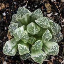 Pilifera is one of the largest species from cooperi family, up to 12cm in diameter, green in colour and slightly translucent, with veins. Haworthia Cooperi Pilifera Cv Variegata Growing Garden Manage Gfinger Is The Best Garden Manage App