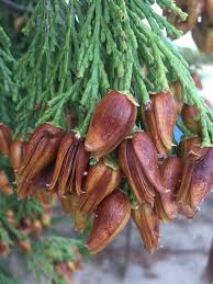 Image result for Calocedrus decurrens