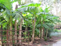 It's all depend on what banana you are. Bananas Add Some Tropical To Your Garden Just Fruits And Exotics