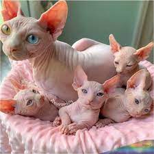 You can find images of sphynx cats here but also information on how to care for sphynx cats and info on sphynx cat care products!. 20 Aww Ideen Nacktkatze Sphynx Katze Katzen