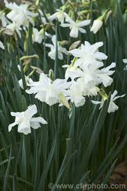 Narcissus Thalia A Narcissus Triandrus Hybrid Division 5 That Was Raised In Holland And Introduced In 1916 It Has Distinc Narcissus Daffodils White Roses