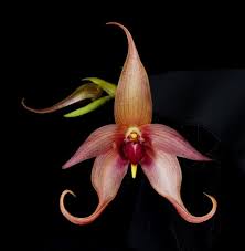 Image result for Bulbophyllum elliotii