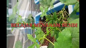 Villager dent 14.134 views9 months ago. Tanam Pokok Kacang Bendi Hidroponik Youtube