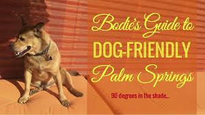 Bodie S Guide To Dog Friendly Palm Springs Bodie On The Road Dog Friends Palm Springs Friendly
