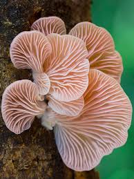 Growing Oyster Mushrooms The Complete Beginner S Guide For A Happy Mushroom Garden Stuffed Mushrooms Mushroom Pictures Mushroom Design