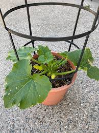 These delicious, nutritious hallmarks of summer grow perfectly well in a pot on the patio. How To Grow Zucchini Plants In Pots Delineate Your Dwelling