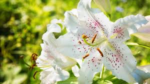 White lily arrangements are a beautiful flower for anniversary gifts, sympathy flower arrangements and for birthday gifts. The 9 Divisions Of Garden Lilies