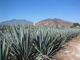 What cactus is tequila made from. Tequila Cactus Plant Tjs Garden