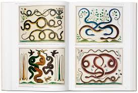 Robot Check Natural Curiosities Snake Drawing Study Art History