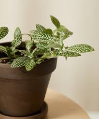 How much onion is poisonous to cats? Fittonia 101 How To Care For Fittonias Bloomscape