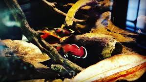 Betta Channoides Melak Video Betta Fish Betta Fish