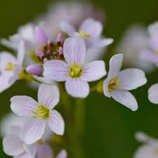 Image result for Cardamine pratensis