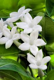 Pin On Gardening And Gardens