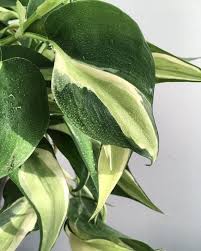 Philodendron Rio Silver Stripe Rooted Cuttings In 2020 Philodendron Plant Philodendron Flower Garden Plants