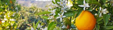 Regalare un mazzo di fiori a qualcuno è uno dei gesti più calorosi e apprezzabili che possano esserci. Fiori D Arancio Perche Simbolo Delle Nozze