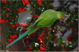 Trakus Fotogaleri Yesil Papagan Papagan Yesil Kus