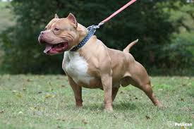Amerikan Pitbull Terrier Cinsi Kopek Bakimi Ve Ozellikleri Petlican Com