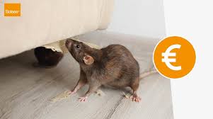 We did not find results for: Deratisation A Marseille Rdv 7j 7 Prix Deratiseur Rats Souris