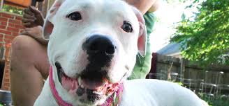Maybe you would like to learn more about one of these? Pit Bull American Bulldog Mix Leah Mid America Bully Breed Rescue
