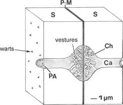Image result for Dictyophleba lucida