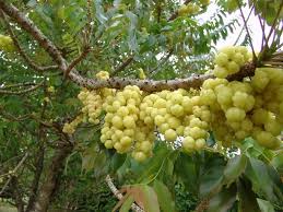 Caribfruits Surelle Fruits Des Antilles Fruits Tropicaux Photo Fruit Fruits Exotiques