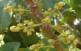 Image result for Macaranga mellifera