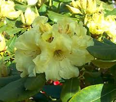 Rhododendron Beautiful Day In 2020 Rhododendron Plant Beautiful Flowers Rhododendron