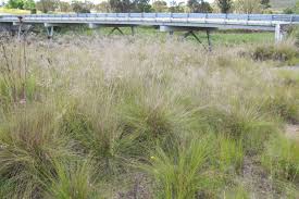 Image result for Eragrostis curvula