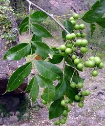 Image result for Sapindus saponaria