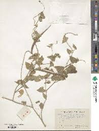 Image result for Cynanchum obtusifolium