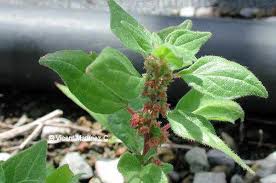 Image result for Parietaria