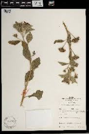 Image result for Astripomoea lachnosperma