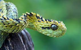 A Hispida Beautiful Snakes Viper Snake Snake Wallpaper