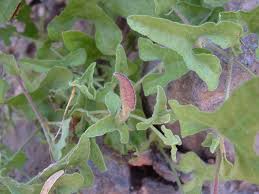 Image result for Aristolochiaceae