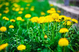 A perennial weed with yellow flowers. Common Lawn And Garden Weeds In Toronto Greenbloom