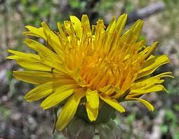 Image result for Taraxacum sp.