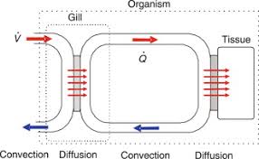 6.3 Gas Exchange In Fish And Insects A-Level (Year 12) Biology | Teaching  Resources