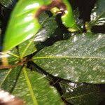 Image result for Ocotea kenyensis