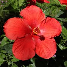 Image result for Hibiscus noldeae
