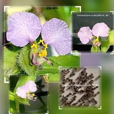 Image result for Commelinaceae