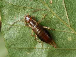 Image result for Dewevrella cochliostema