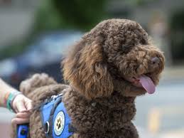 Is there an australian labradoodle in home breeder? Greensboro Police Therapy Dog Provides New Way To Reach Out To Community Offer Help Local News Greensboro Com
