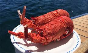 How To Cook Crayfish The Scuba Doctor