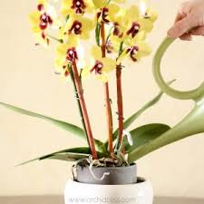 If you want a short answer, the plant may die without water. How To Properly Water Your Orchids No More Guesswork Orchid Bliss