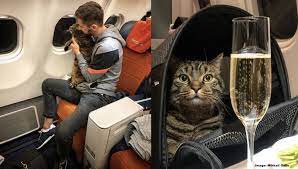 Carrier's mesh panels offer ventilation, locking zippers for safety. Business Class Fatcat Aeroflot Cancels Customers Mileage Account After He Smuggles Overweight Cat Onto The Plane With Help Of Body Double Loyaltylobby