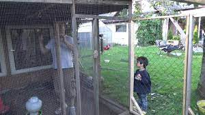 Ein selber gebauter hühnerstall kann ganz individuell an einen standort angepasst werden und so ist eine optimale platznutzung gegeben. Freigehege Fur Huhner Bauen Diy Youtube