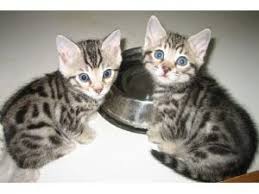 2 males and 3 females. Lovely Male And Female Bengal Kitten For Sale Now Ready To Go Home Jasper Al Asnclassifieds Bengal Kitten Bengal Kittens For Sale Asian Leopard Cat