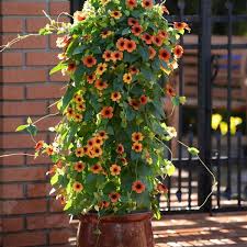 Image result for Thunbergia annua