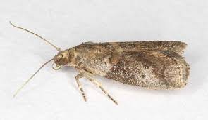 Image result for Pycreus fibrillosus